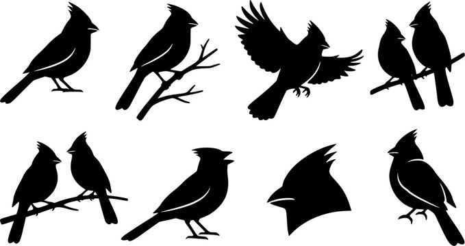 Northern Cardinal Bird Silhouette Set, Cardinal Bird Silhouette Vector Collection, Northern Cardinal Birds Clipart