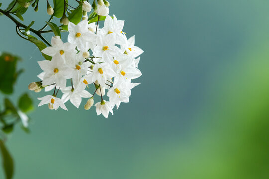 Cluster of white potato vine solanum jasminoides flowers blooms against soft green bokeh