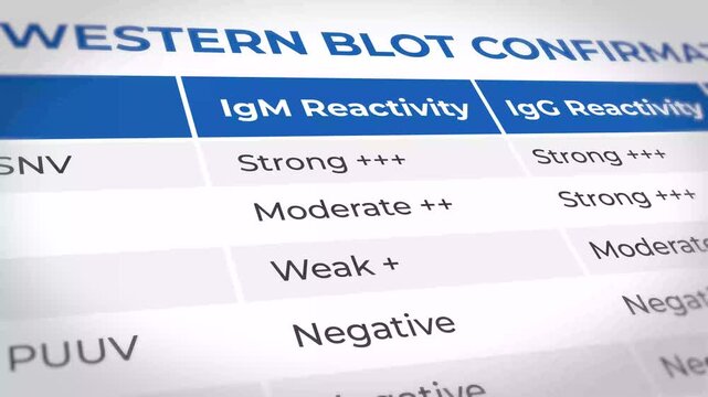 Western blot test results showing IgM and IgG reactivity