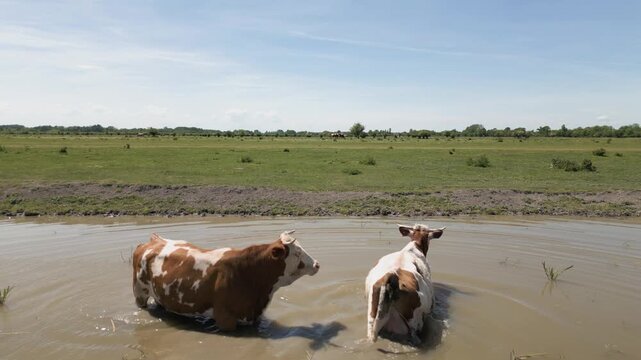 Cinematic 4K shot of cows standing in a pond, drinking water and cooling off. Close-up view of domestic cattle bathing in a natural pool during a hot summer day in a lush rural farm environment.