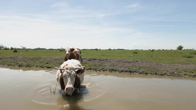 Cinematic 4K shot of cows standing in a pond, drinking water and cooling off. Close-up view of domestic cattle bathing in a natural pool during a hot summer day in a lush rural farm environment.