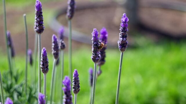 Macro shot of a honey bee pollinating vibrant purple lavender flowers in a sunny garden. Beautiful summer scene of a bee on violet blossoms during a bright daylight in Mediterranean landscape