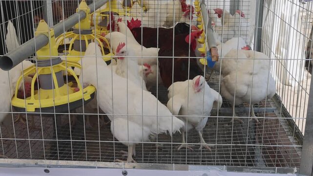 Automatic Feeder and Waterer Dispensers Chickens in Cage at Poultry Farm