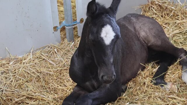 Small Newborn Black Foal Horse Laying Down at Stable Farm