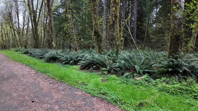 4K stabilized pocket action camera footage walking along a gravel forest road near Yale Lake in Washington, USA. Spring greenery and Pacific Northwest woodland scenery in peaceful wilderness