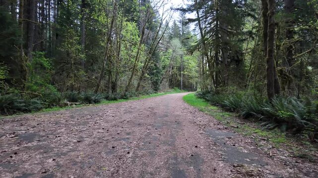 4K stabilized pocket action camera footage walking along a gravel forest road near Yale Lake in Washington, USA. Spring greenery and Pacific Northwest woodland scenery in peaceful wilderness
