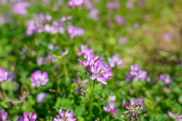 Obraz premium 田んぼに咲くれんげ草 春を彩るレンゲソウの花のクローズアップ
