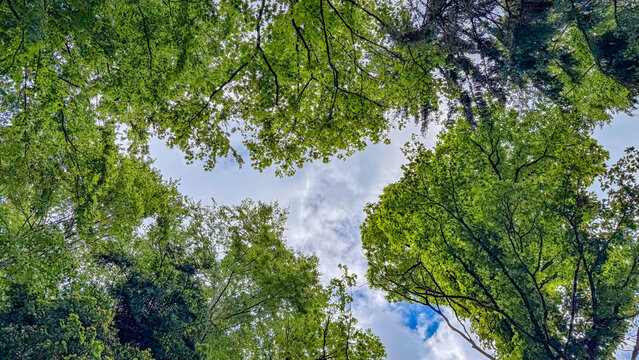 Baumkronen vor blauem Himmel mit wei&szlig;en Wolken aus der Froschperspektive fotografiert