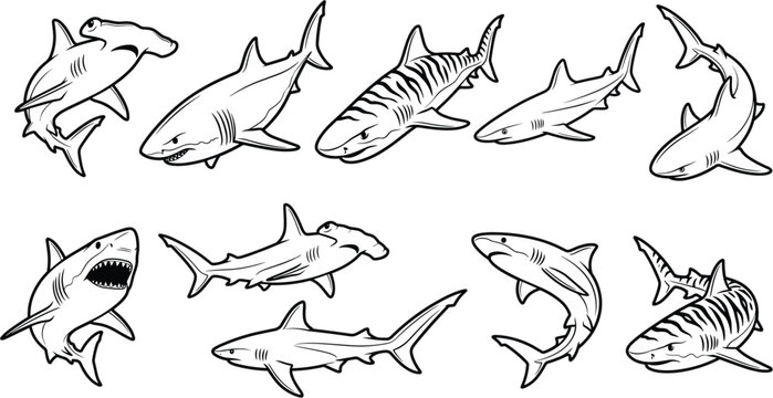 Shark sketch illustration set for ocean wildlife education, marine conservation posters, fishing projects, and biology learning resources
