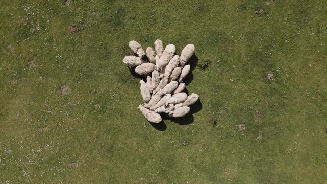 Top view aerial 4K shot of a sheep flock moving together in a green field. Cinematic birds-eye perspective of livestock grazing and walking through a lush rural meadow during a sunny summer day.