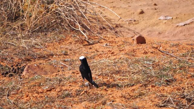White-crowned wheatear bird perching on sandstone rock formations in arid desert landscape of AlUla, Saudi Arabia. Unique wildlife surviving in a harsh environment. Oenanthe leucopyga specie