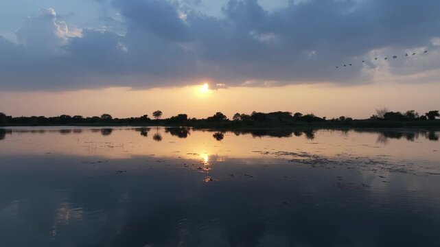 Flock of birds flies across the sky over a calm lake at sunset in Rajasthan, India. Slow moving wide angle shot captures the reflection of golden light on still water with algea and water foliage.