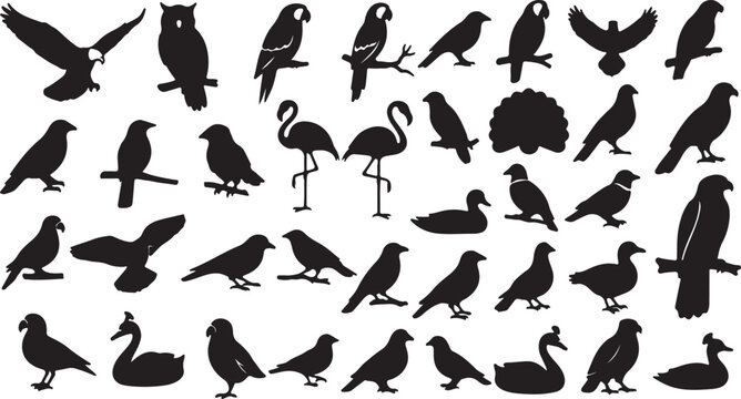 Bird silhouette collection, 36 black avian vector icons, wild bird species set including eagle, owl, flamingo, and parrot, nature wildlife graphics