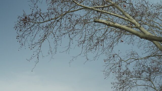 Bare deciduous branches extend across a clear blue sky during the cold season in Xi'an. Static low angle shot captures the intricate network of leafless limbs and twigs.