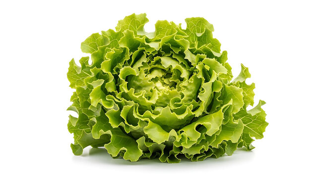 Crisp and fresh green butterhead lettuce isolated on a clean white background premium organic vegetable for healthy cooking diet nutrition and food photography