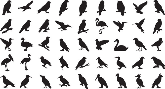 Bird silhouette collection, 50 flying and perched avian vector shapes, black wild bird icons, nature and wildlife graphic elements for logos