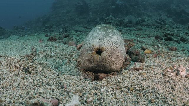 Leopard sea cucumber Bohadschia argus releasing Cuvierian tubules in defense, rare real-time macro behavior in 4K UHD footage with ambient sound and detailed texture