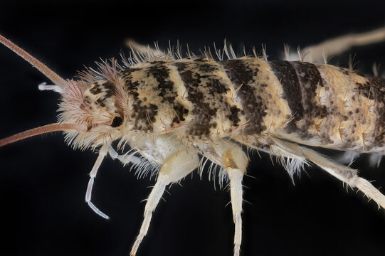 Close-up of the front of the body, detailed of the Firebrat, Thermobia domestica, Lepismodes inquilinus. Isolated on black background.