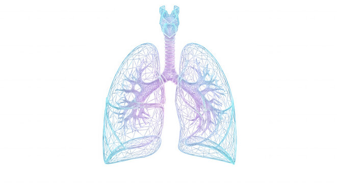 Human lungs anatomy featuring a glowing blue and purple wireframe mesh structure on a solid black background