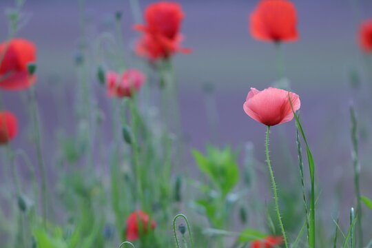 fiori di papavero in primavera al tramonto