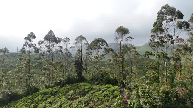 Aerial 4K drone footage of Munnar tea plantations in Kerala India. Breathtaking overhead view of endless rolling green tea gardens