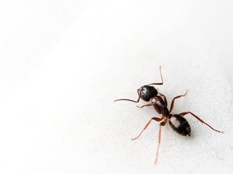 Single black garden ant Lasius niger turning on white textured background