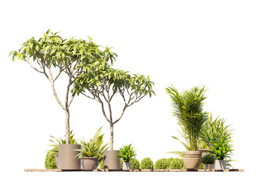 Tropical garden plants in pots isolated 3D render illustration