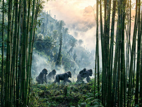 Bwindi Forest Landscapes and Mountain Gorillas