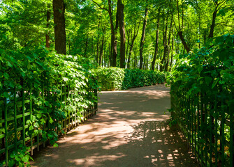 Fototapeta premium Summer garden landscape, green metal fence and row of trees in sunny day, the Summer Garden park in St Petersburg Russia