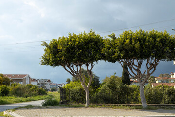 Naklejka premium Two trimmed green ficus trees standing near paved road against dramatic cloudy sky in residential area. Side, Turkey, Mediterranean.