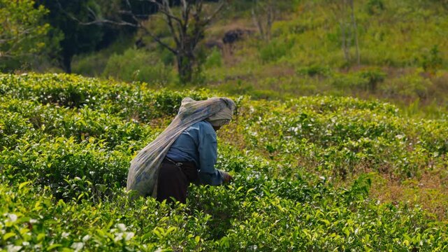 Female tea picker harvesting fresh tea leaves on a verdant plantation in Sri Lanka countryside in slow motion, woman working among lush green landscape, traditional agriculture, manual harvesting proc