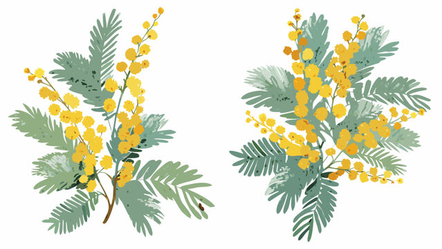 two botanical illustrations of mimosa branches with yellow flowers and green foliage on a white background