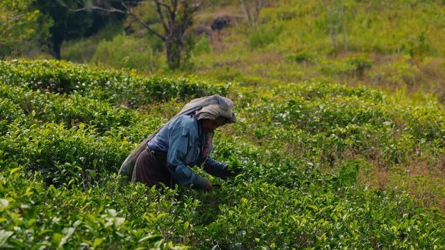 Female tea picker harvesting fresh tea leaves on a verdant plantation in Sri Lanka countryside in slow motion, woman working among lush green landscape, traditional agriculture, manual harvesting proc