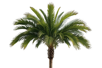 Fototapeta premium Palm tree with green fronds, tropical plant creating a summer vacation feeling, isolated on transparent background