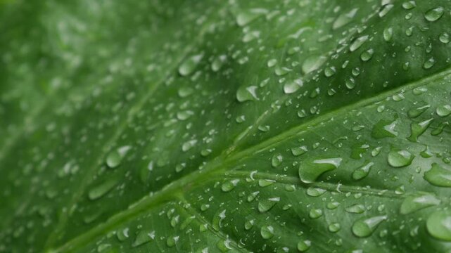 Extreme closeup large tropical taro elephant ear leaf filled with rain water droplets showing detailed vein texture green nature
