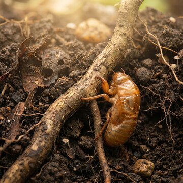 Vibrant Close-Up Of A Cicada Nymph Exoskeleton On Earth In A Macro Photograph