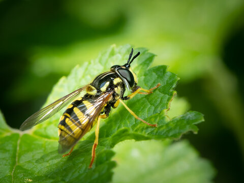 Wasp mimic hoverfly Chrysotoxum resting on a fresh green leaf
