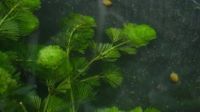Green aquatic hornwort Ceratophyllum water plant growing underwater in pond closeup macro nature aquarium freshwater plant