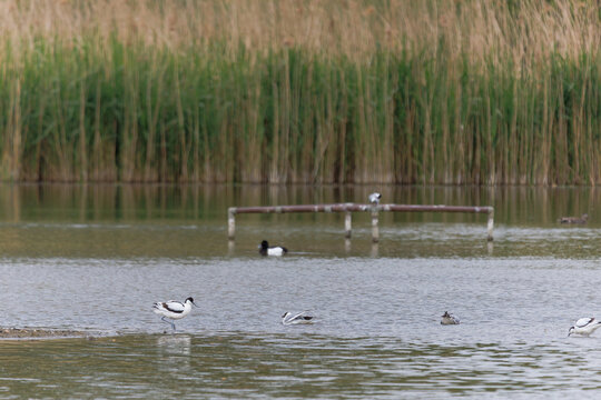 Wetland habitat landscape with reeds and water featuring an avocet in the foreground
