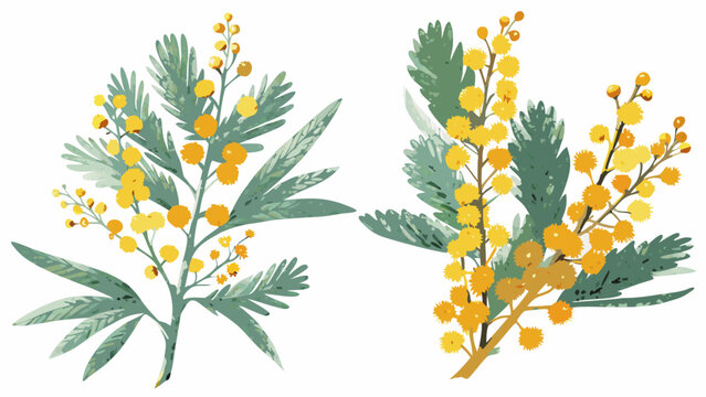 two botanical illustrations of mimosa branches with yellow flowers and green foliage on a white background