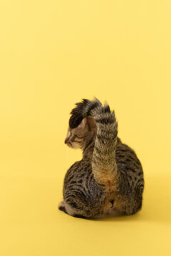 The Tabby cat body faces away, with head turned in an upward motion. Ears face backward.