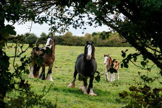 Family walks in nature, Co. Kildare with horses and 7 children