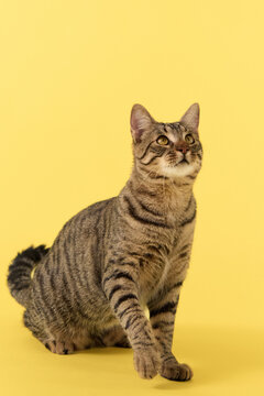 The striped cat sits confidently facing forward. Whiskers extend outward.