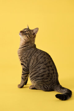 The striped cat sits upright and looks to the side. It appears still and calm.