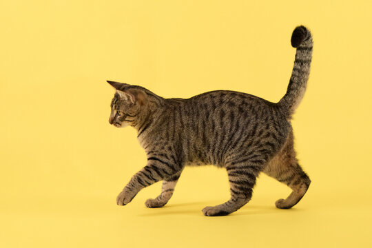 The cat appears mid-step, tail lifted. Its head is turned slightly forward.