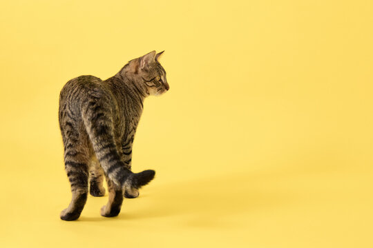 The striped cat turns from the camera with its back visible. Tail points upward.