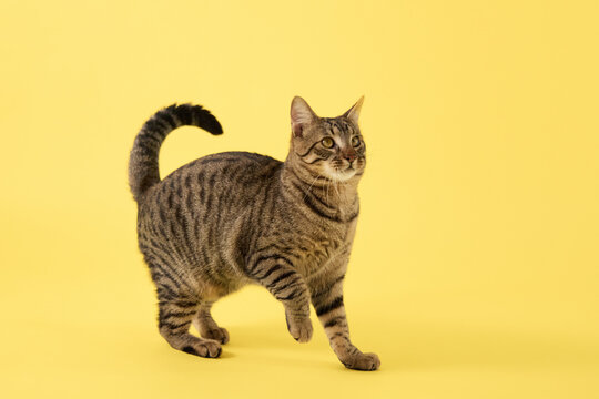 The cat steps ahead with tail held steady. Its head is lifted.