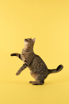 The cat balances upright with paws slightly raised. Its tail curves backward.