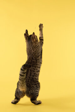 A striped domestic cat stands on hind legs reaching up. Its body is fully extended against a yellow backdrop.