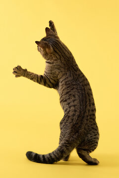 Front paws are mid-air and body slightly stretched.
